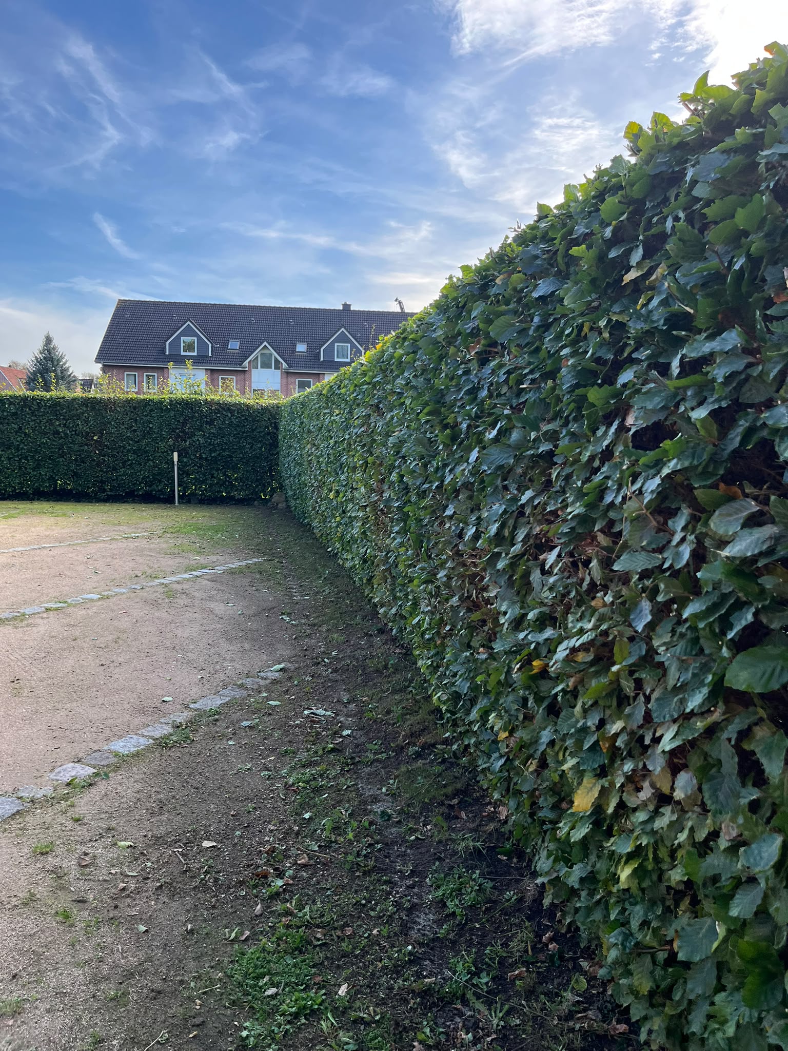 Hecke nach professionellem Schnitt durch KüstenFix Loxstedt