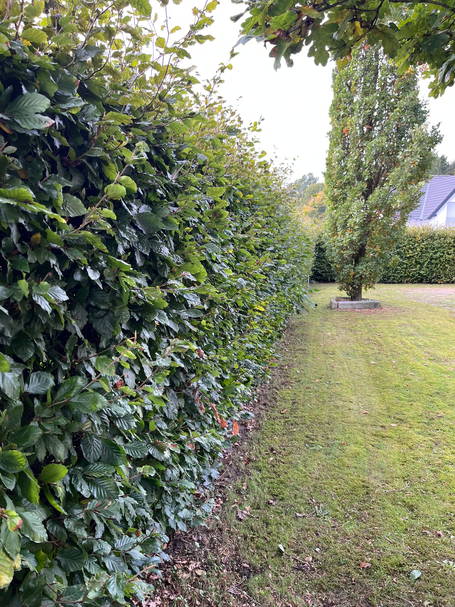 Hecke vor dem Schnitt durch KüstenFix Loxstedt